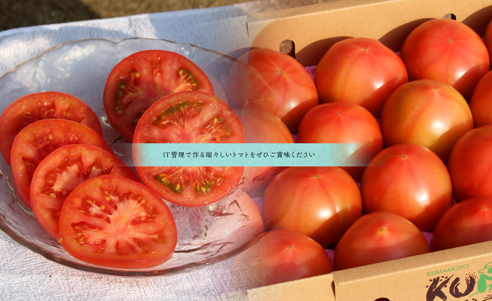 IT管理で作る瑞々しいトマトをぜひご賞味ください