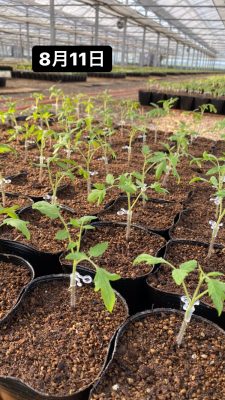 鉢上げから1週間 Takajima Tomato Farm 鉢上げから1週間 Takajima Tomato Farm